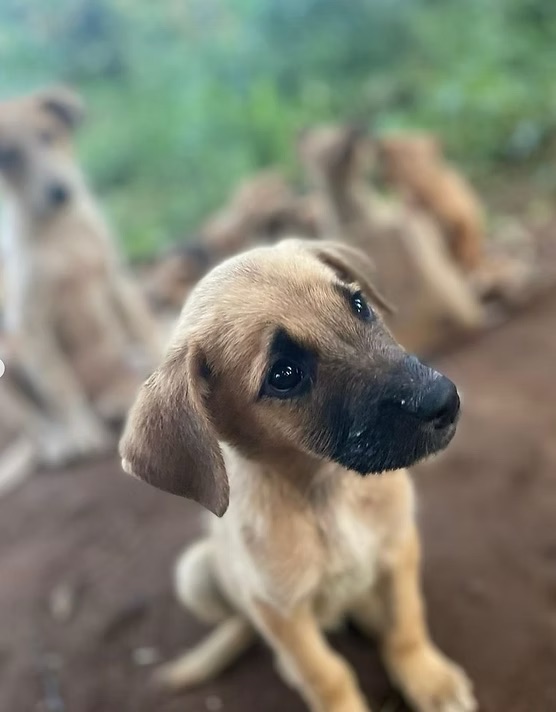 Rescued puppy at the shelter